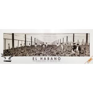Habanos Cigar Poster - Shade Grown Tobacco Fields