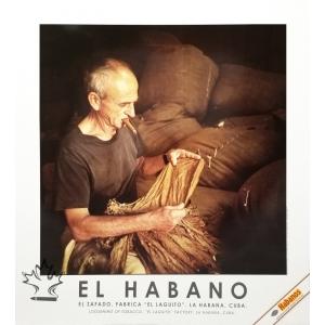 Habanos Cigar Poster - Loosening of Tobacco