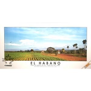 Habanos Cigar Poster - Sun-Grown Tobacco Fields