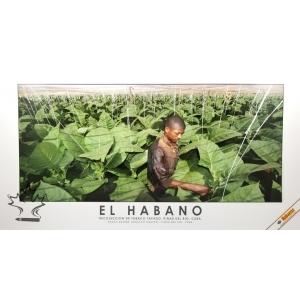 Habanos Cigar Poster - Shade Grown Harvest