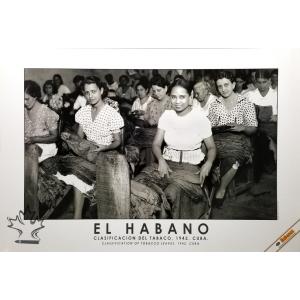 El Habano CIGAR POSTER - Classification of Tobacco Leaves